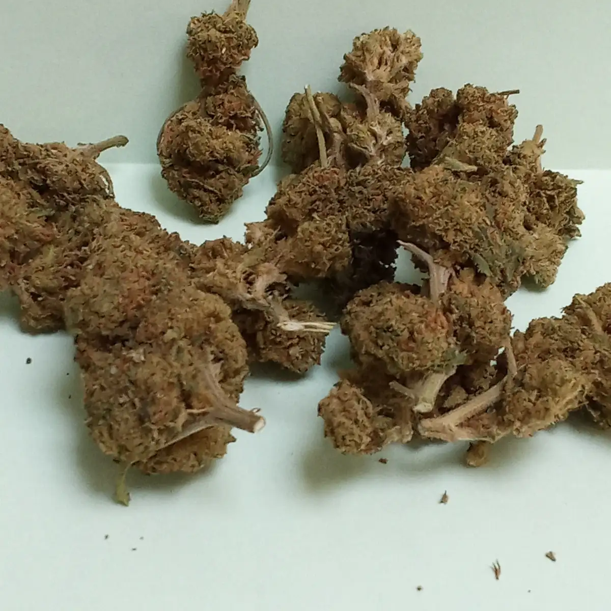 FLEUR DE CBD AMNESIA