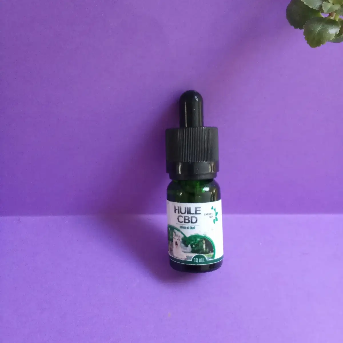 HUILE CBD ANIMAUX pour  CHIEN  et CHAT
